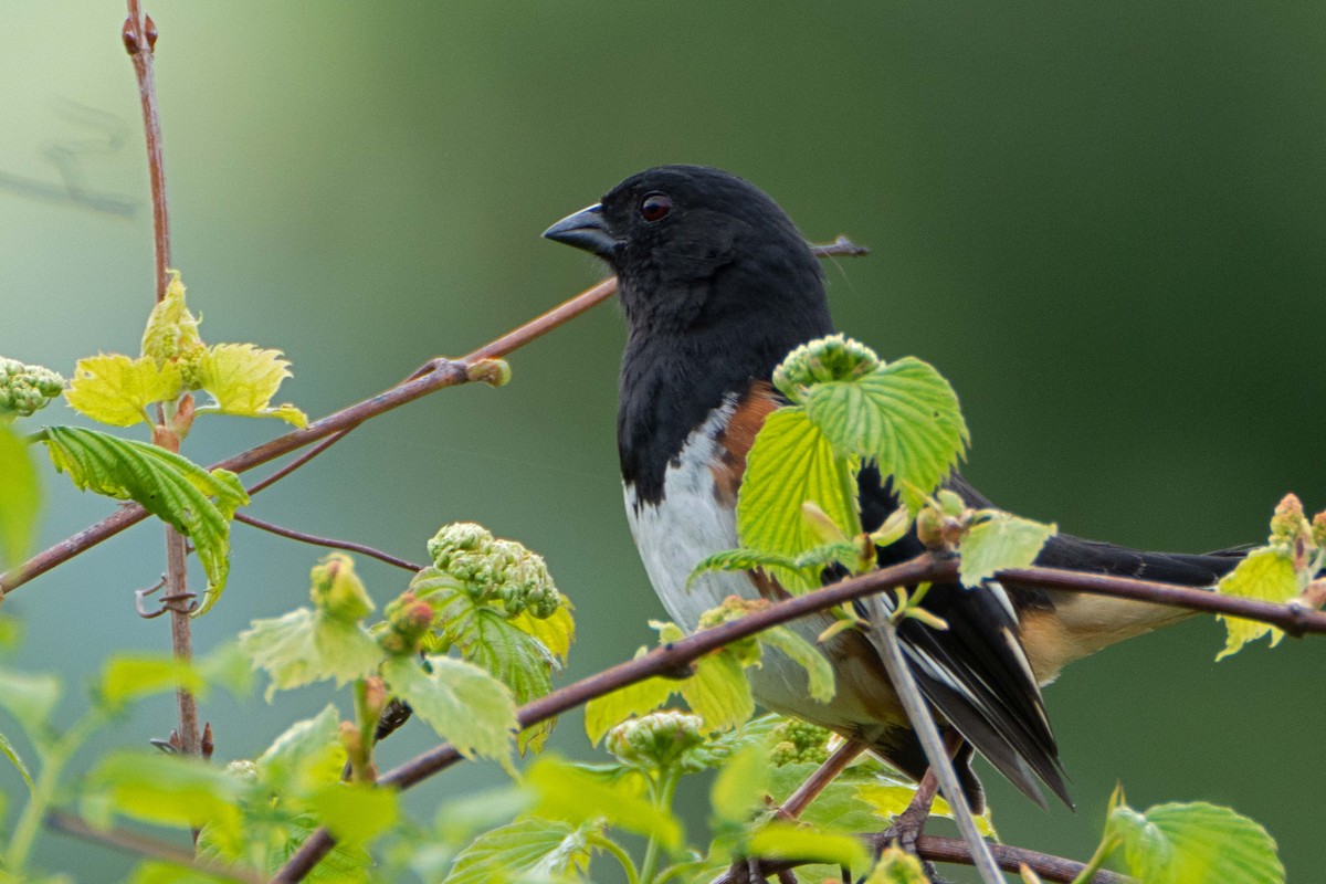 Eastern Towhee - Susan Elliott