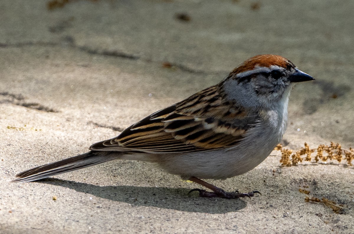 Chipping Sparrow - Sam Zuckerman