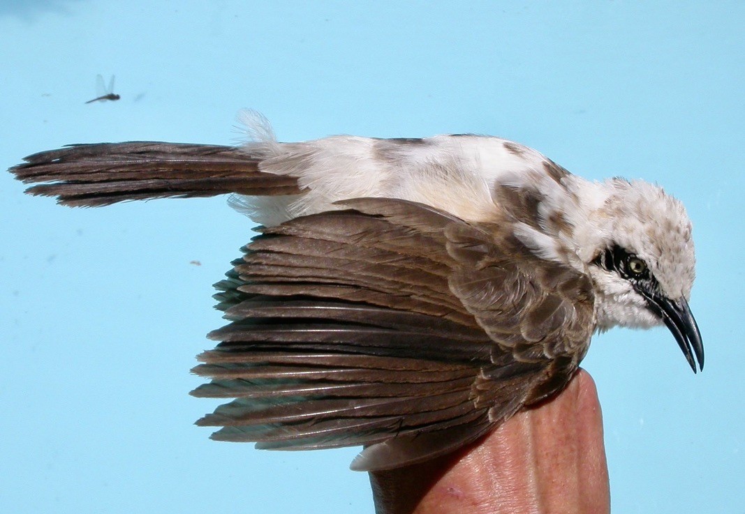 Bare-cheeked Babbler - Ursula Bryson