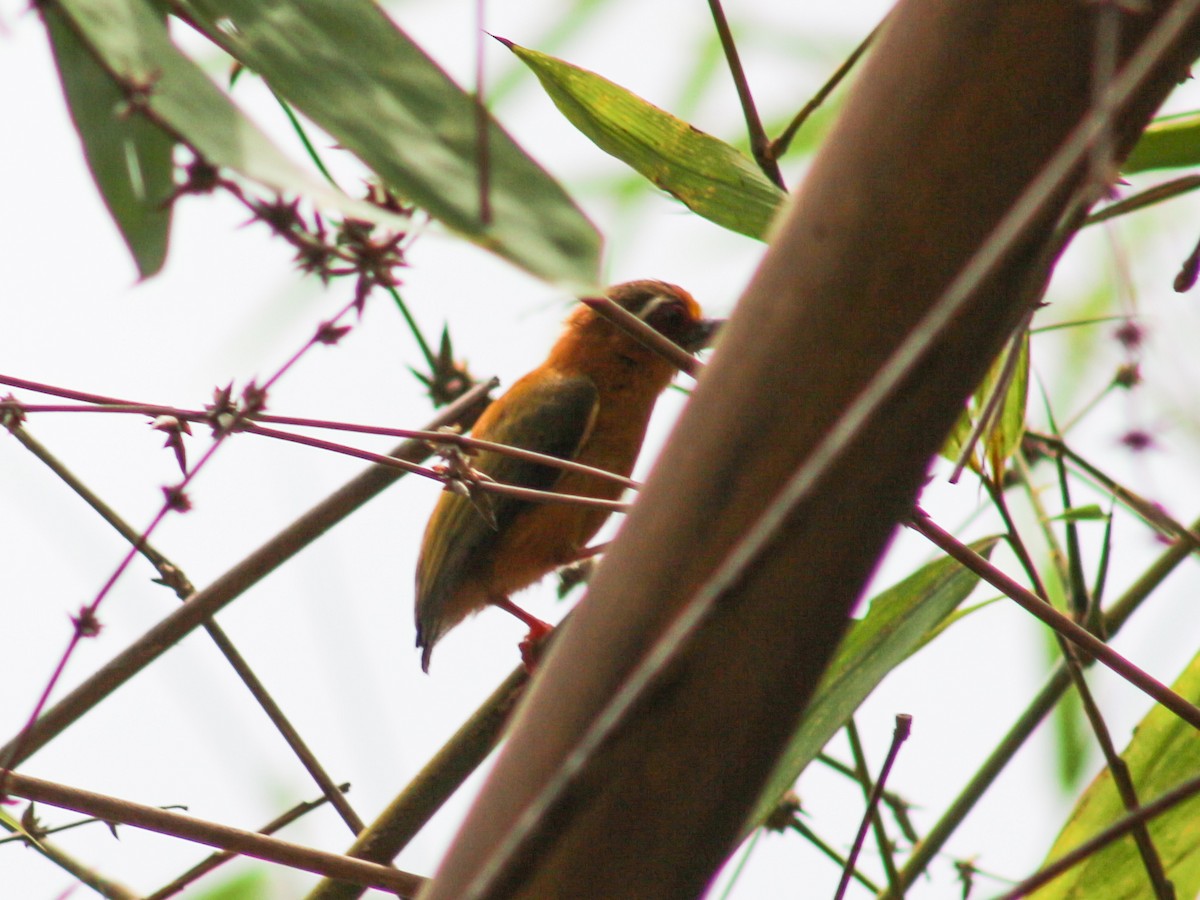 White-browed Piculet - Gerard Chartier