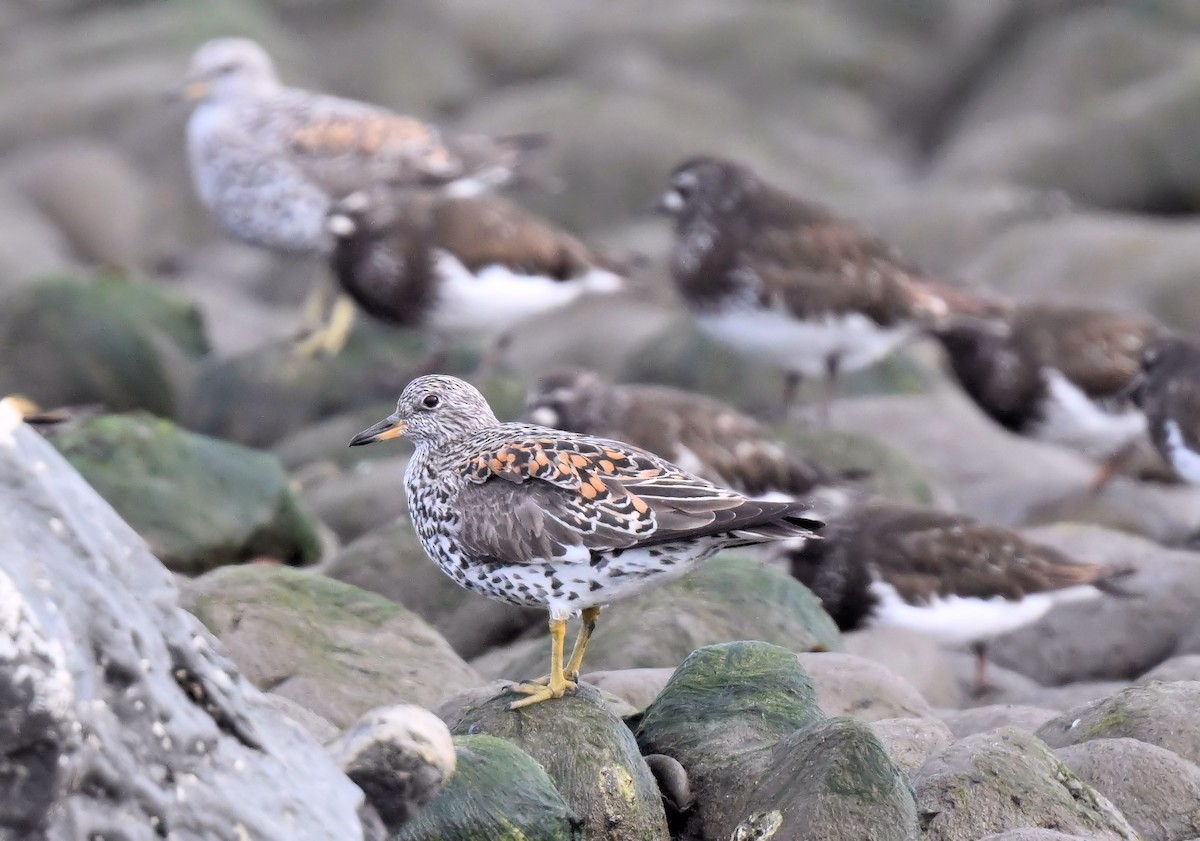 Surfbird - ML619169178