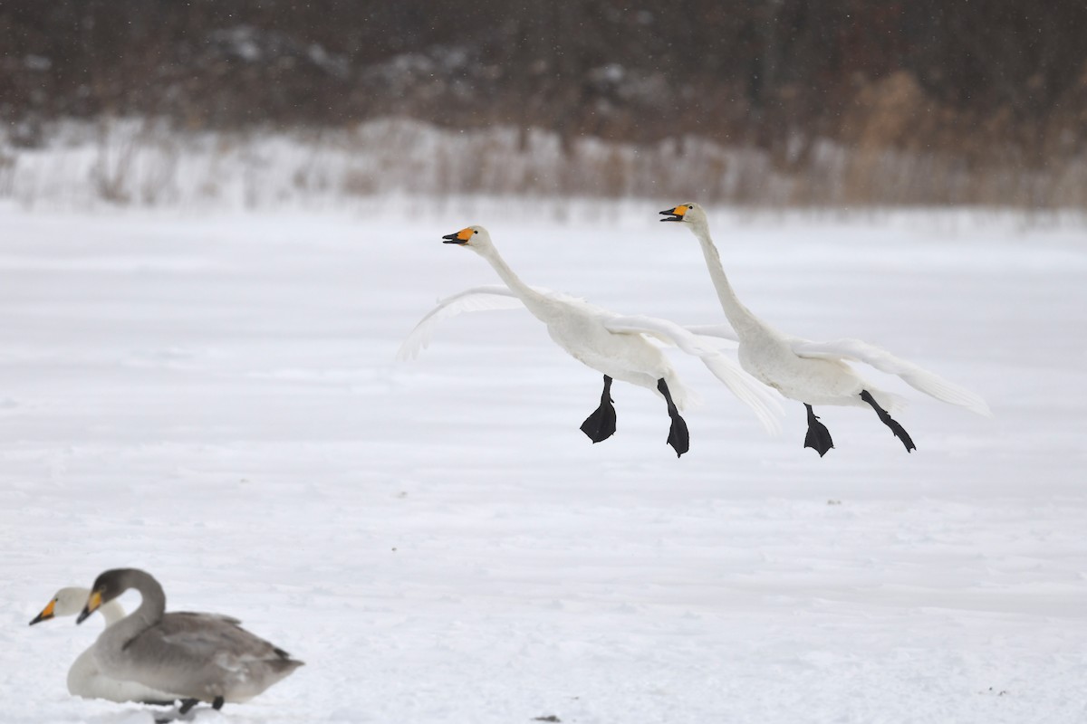 Whooper Swan - ML619169191