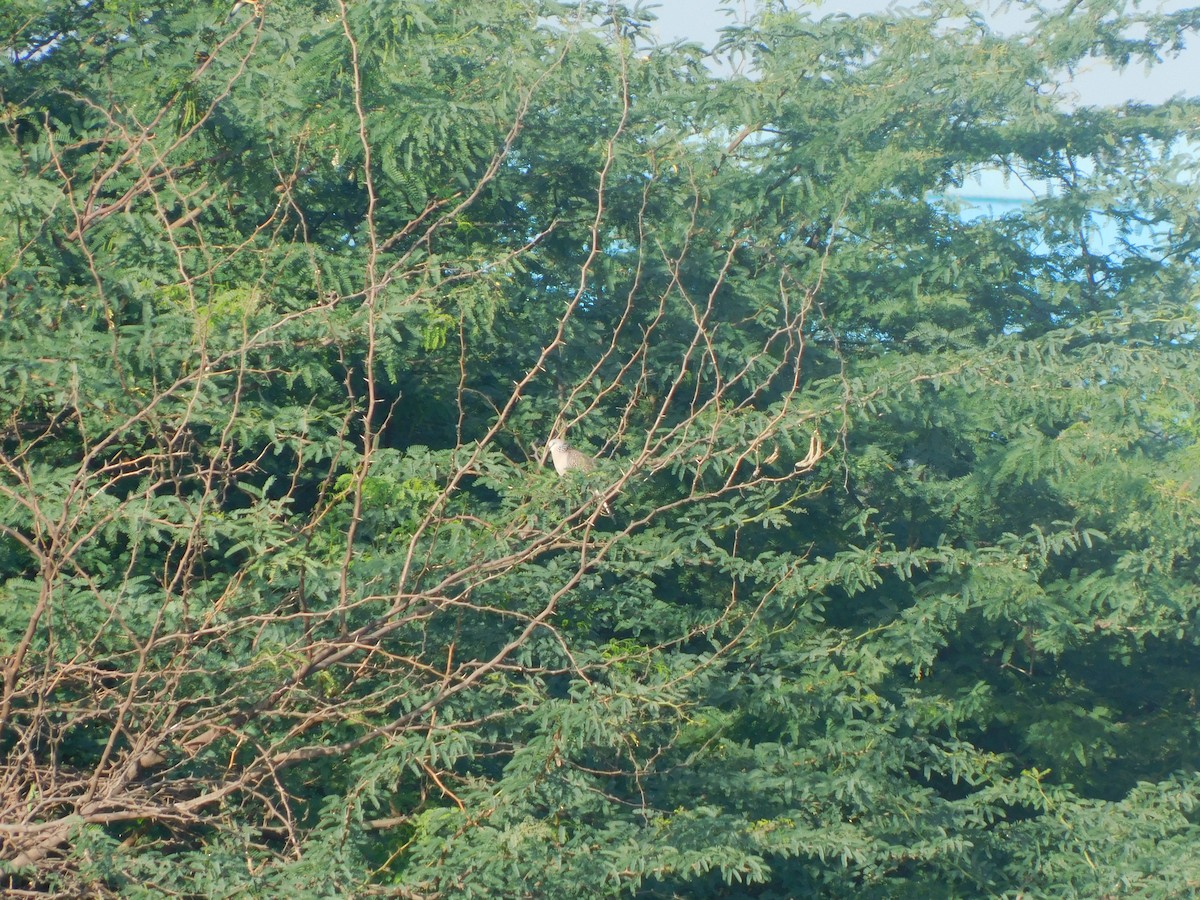 Spotted Dove - Vidhya Swaminathan