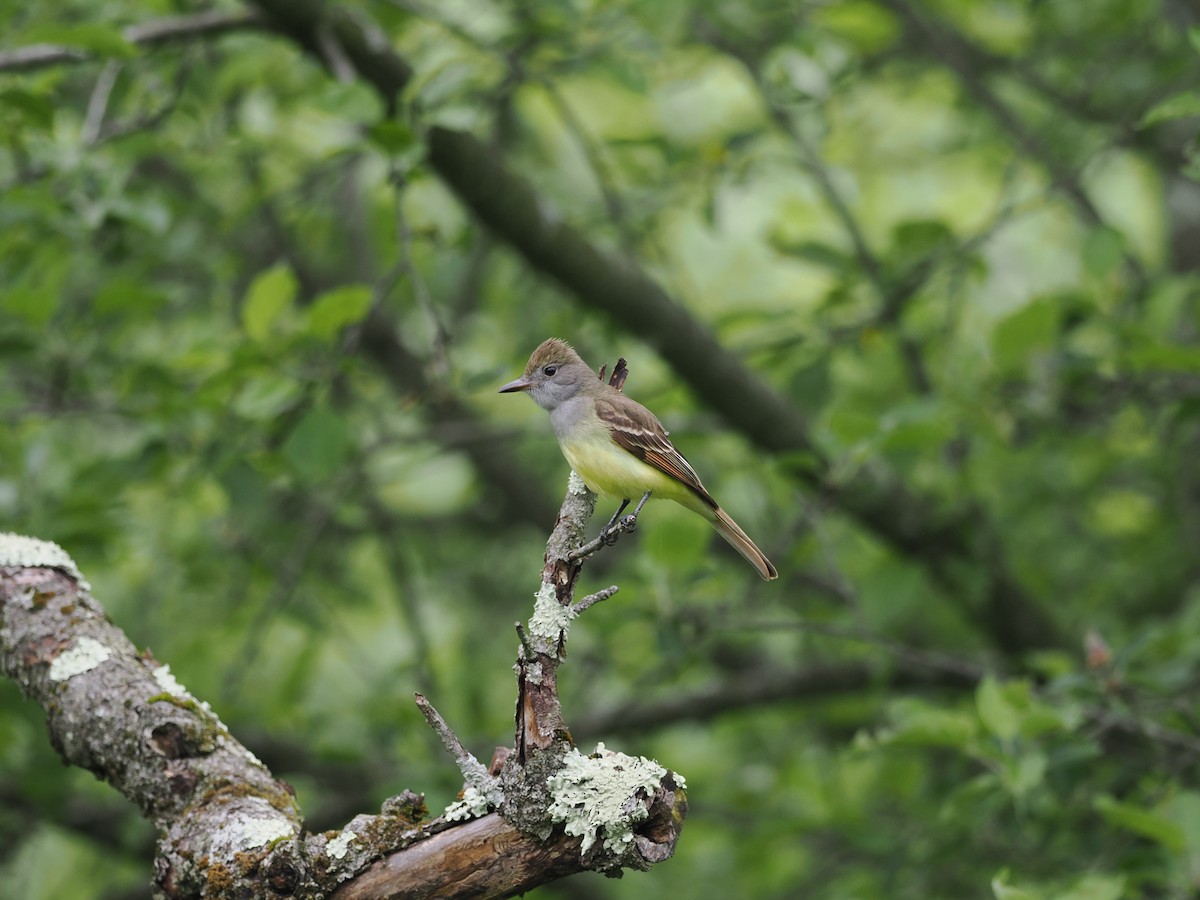 Great Crested Flycatcher - Russell Hoffman