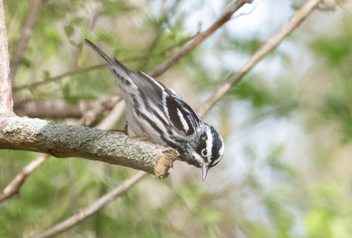 Black-and-white Warbler - Laurence Green