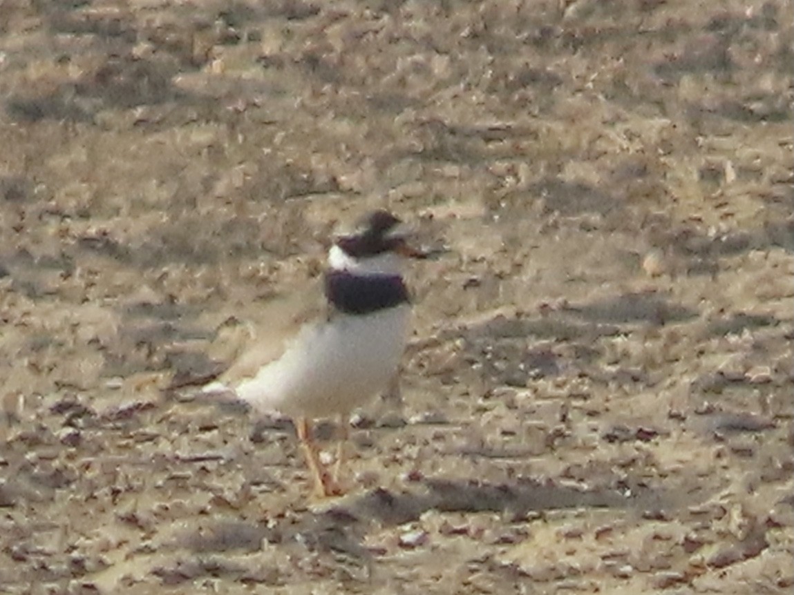 Common Ringed Plover - christopher stuart elmer