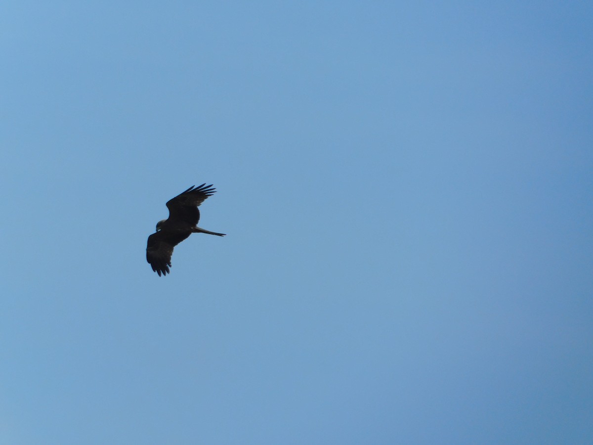 Black Kite - Vidhya Swaminathan