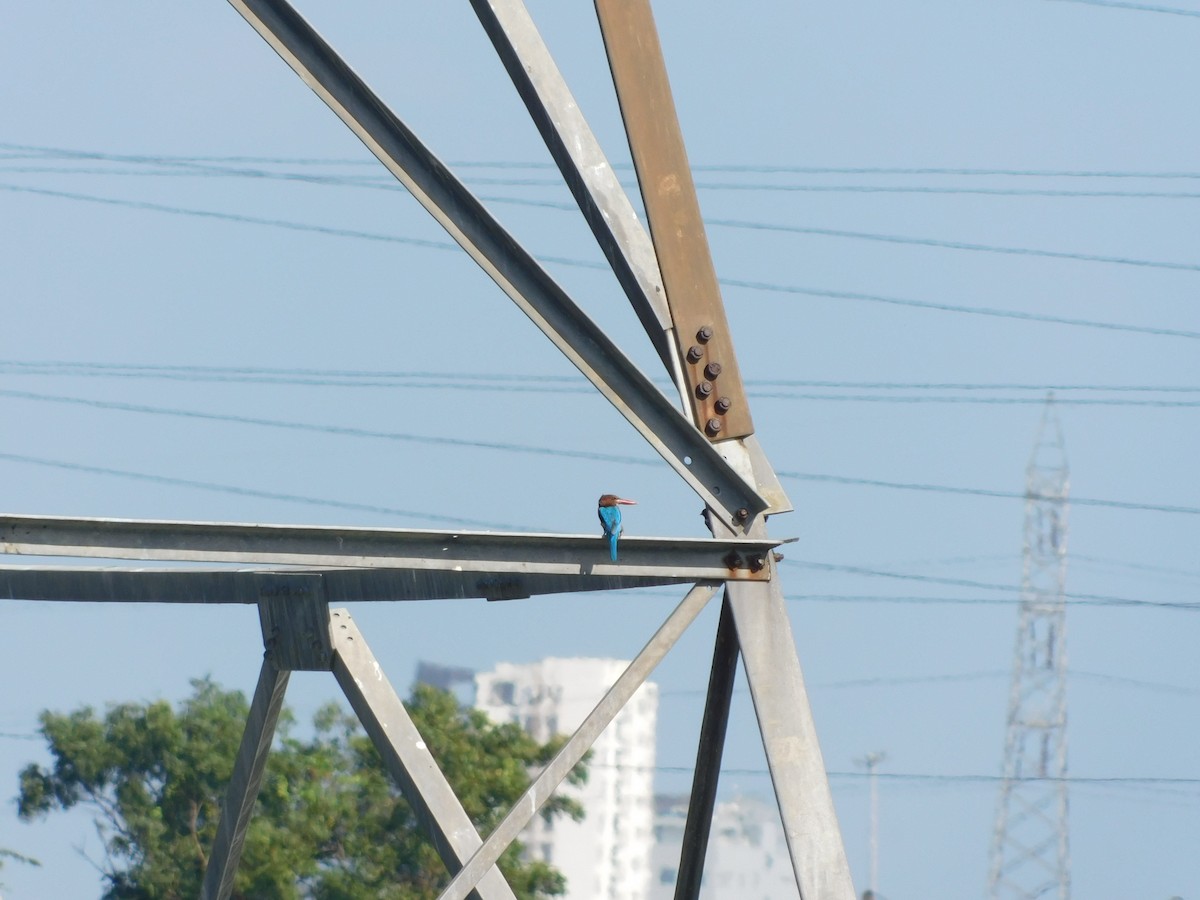 White-throated Kingfisher - Vidhya Swaminathan