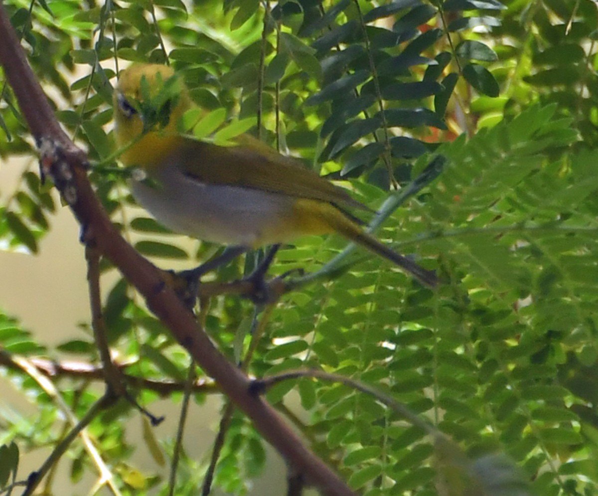 Indian White-eye - chandana roy