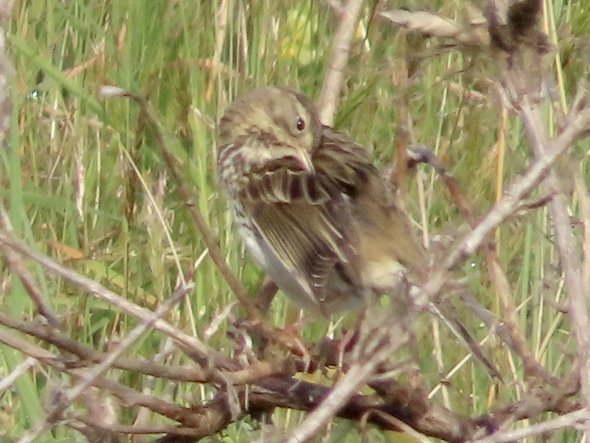 Meadow Pipit - christopher stuart elmer