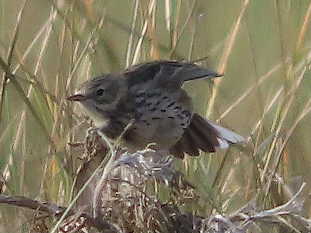 Meadow Pipit - christopher stuart elmer