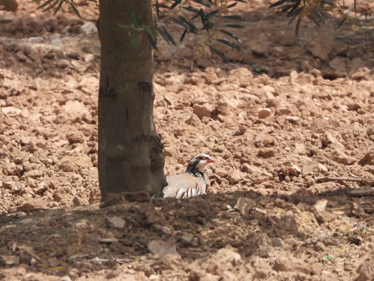 Red-legged Partridge - Bas Klep