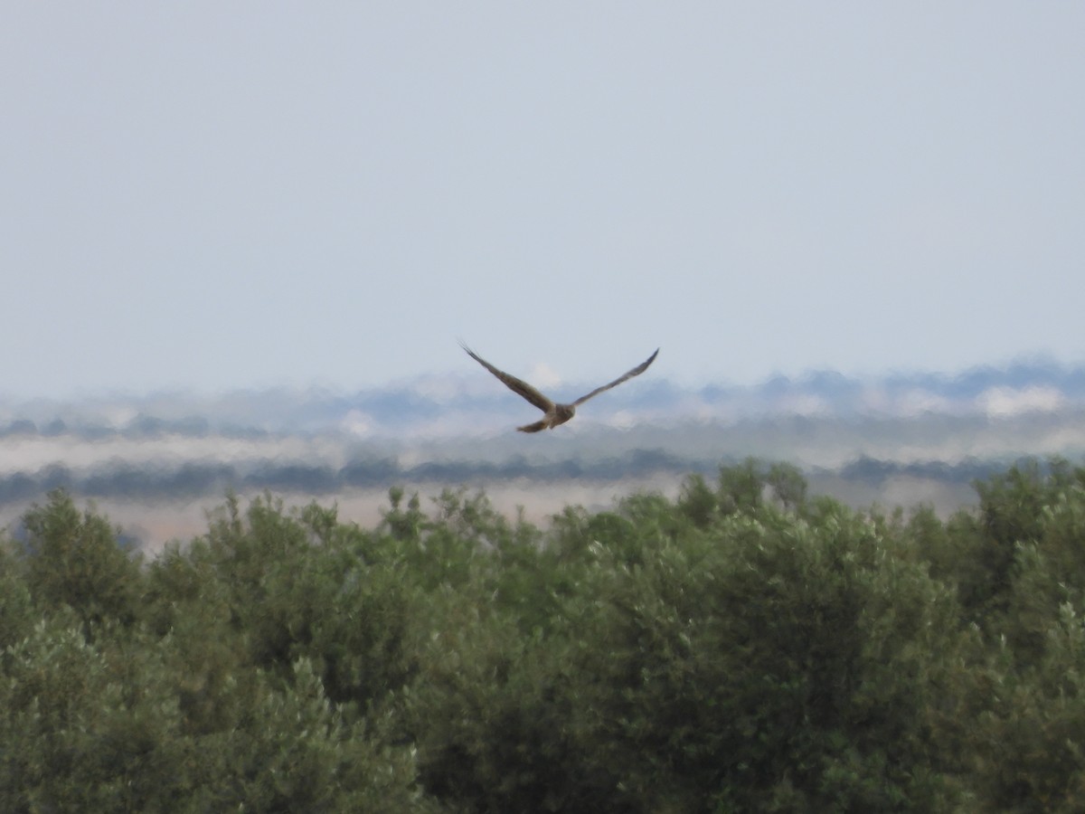 Montagu's Harrier - Bas Klep