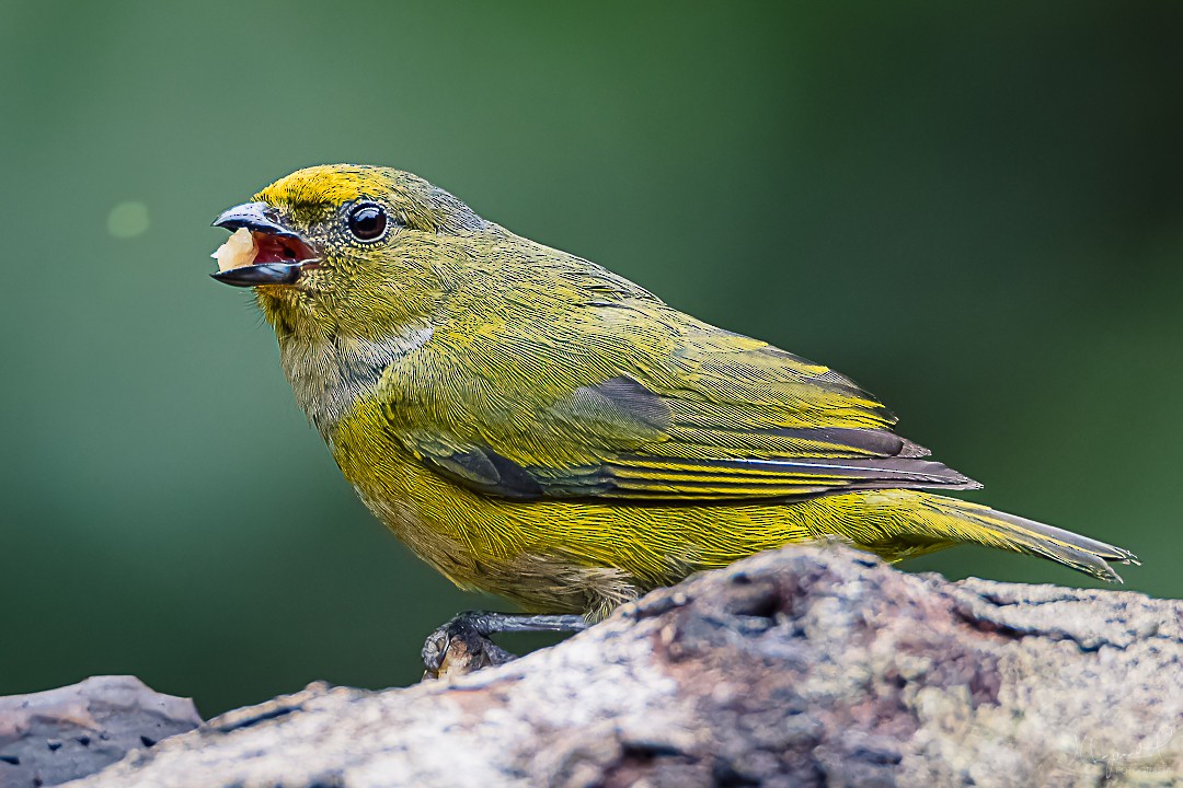 Thick-billed Euphonia - Juan Carlos Lopez Mejia