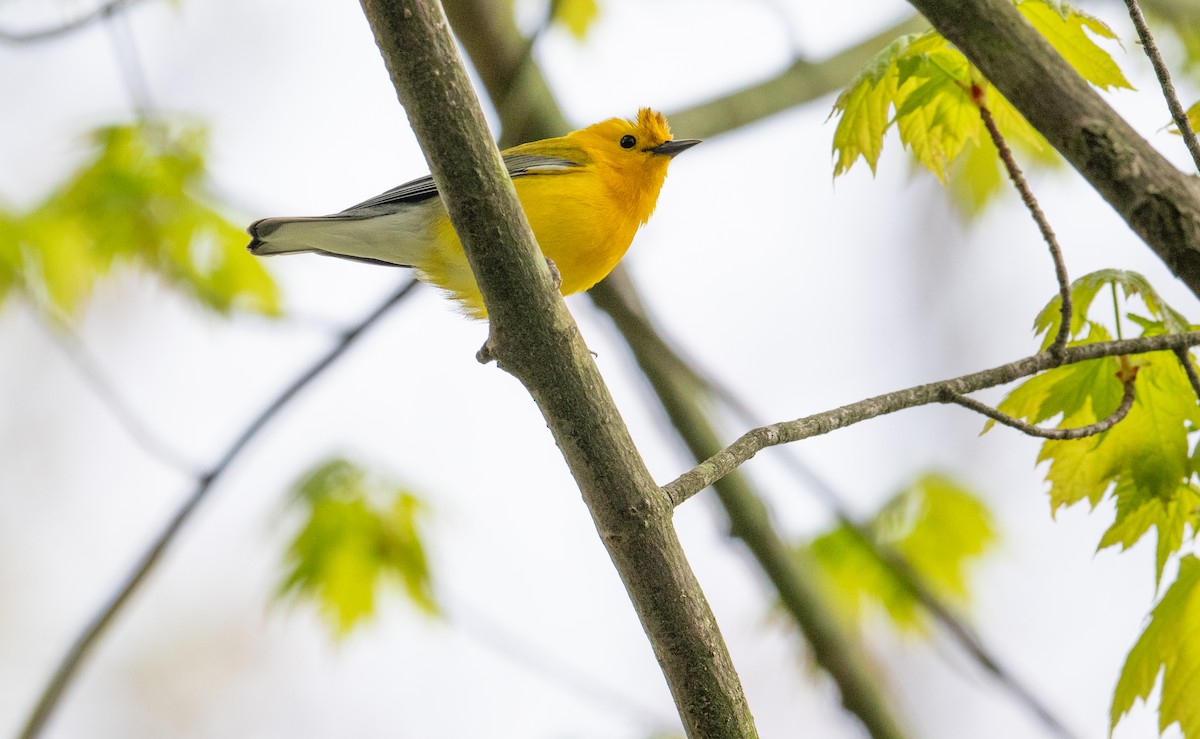 Prothonotary Warbler - Laurence Green