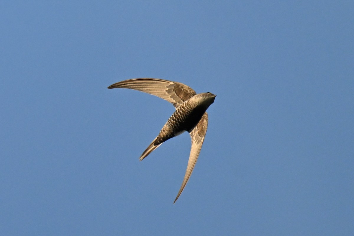 Pacific Swift - Ting-Wei (廷維) HUNG (洪)