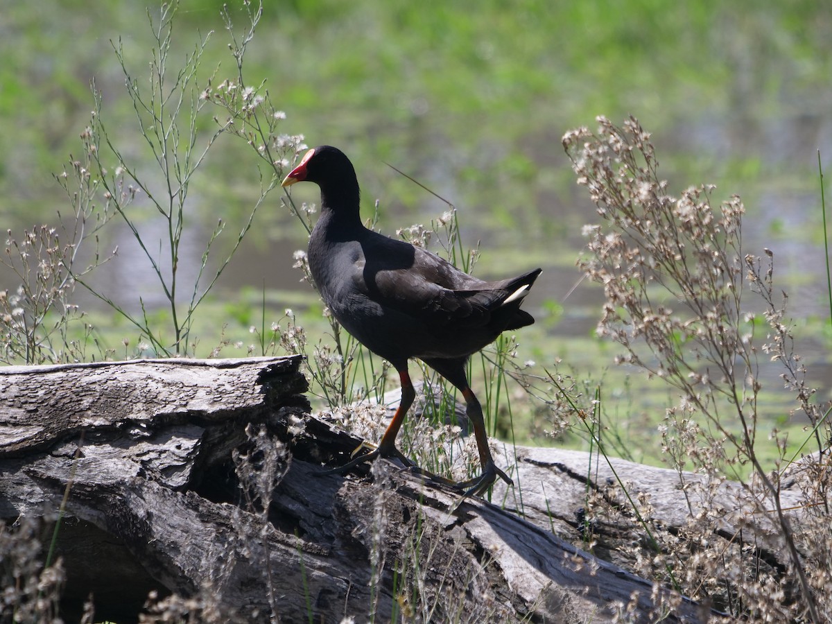 Dusky Moorhen - Frank Coman