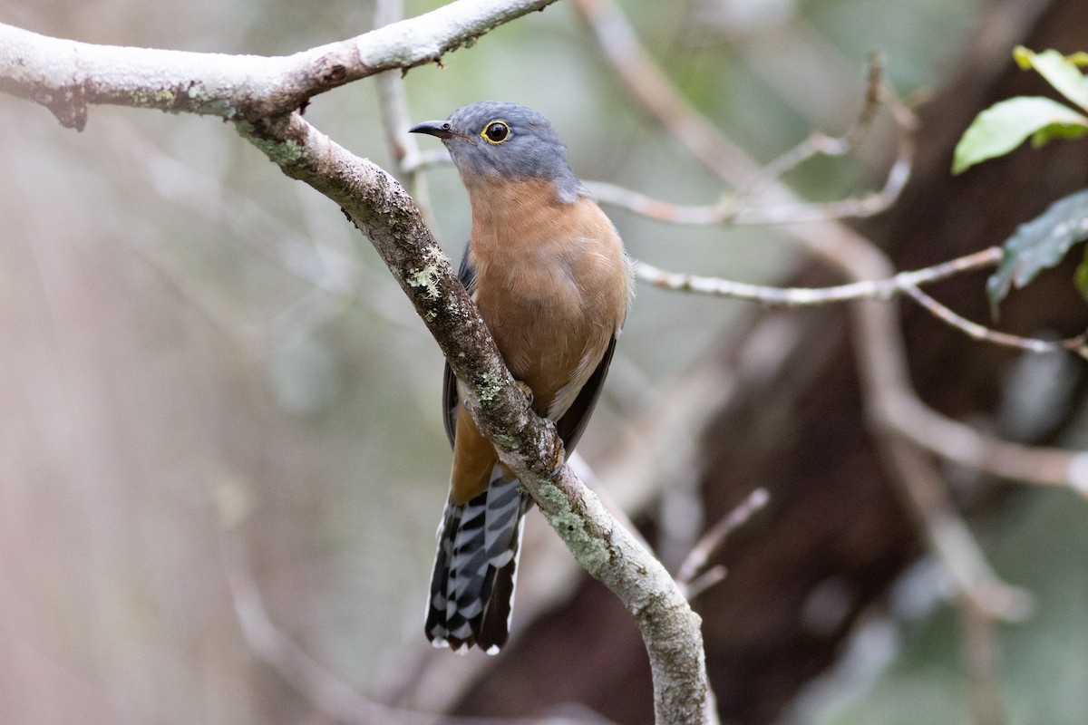 Fan-tailed Cuckoo - ML619169383