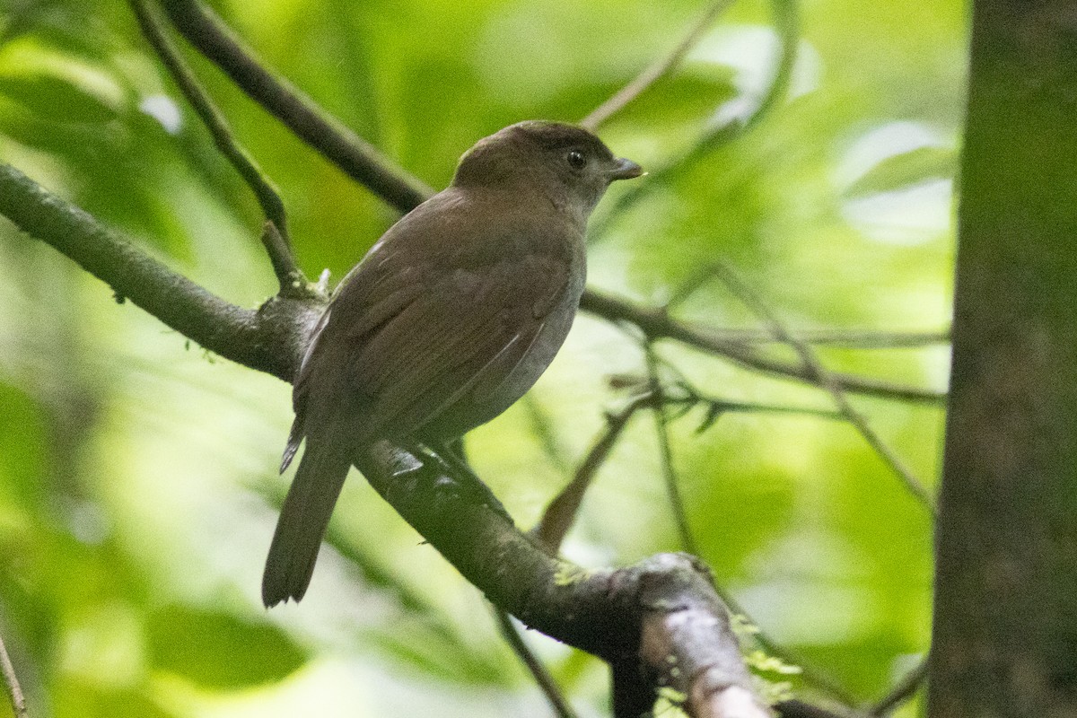 Säulenlaubenvogel - ML619169390