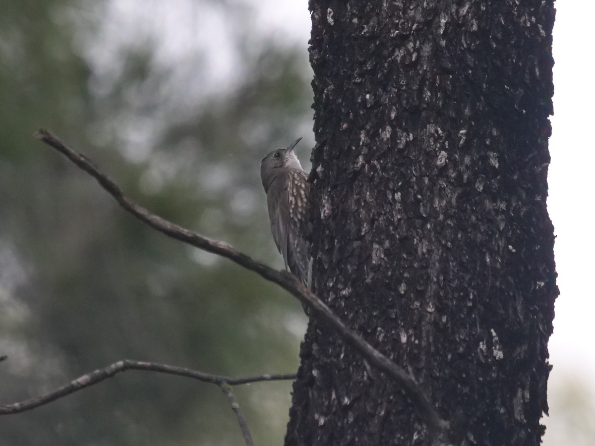 White-throated Treecreeper - Frank Coman