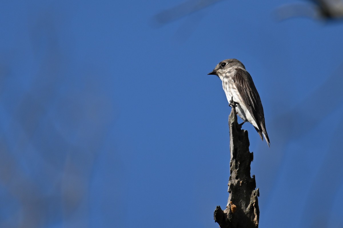 Gray-streaked Flycatcher - Ting-Wei (廷維) HUNG (洪)