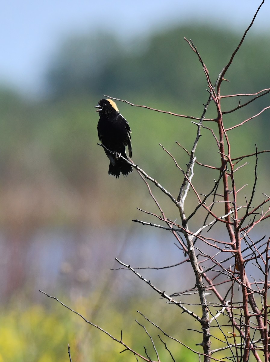 Bobolink - Kristen Cart