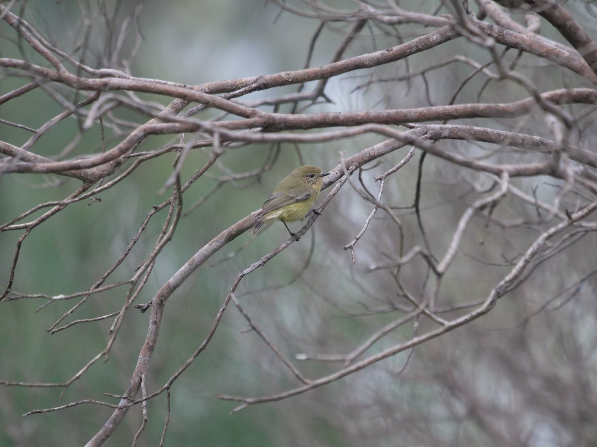 Yellow Thornbill - Frank Coman