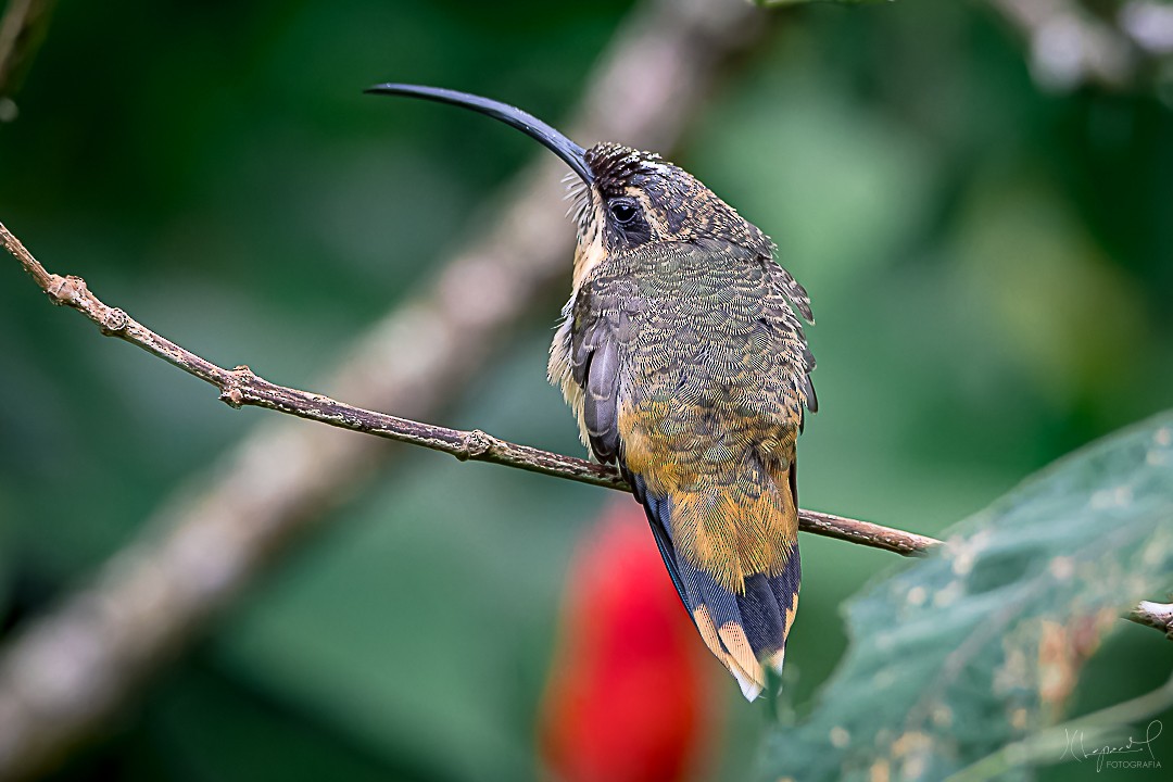 Tawny-bellied Hermit - ML619169430