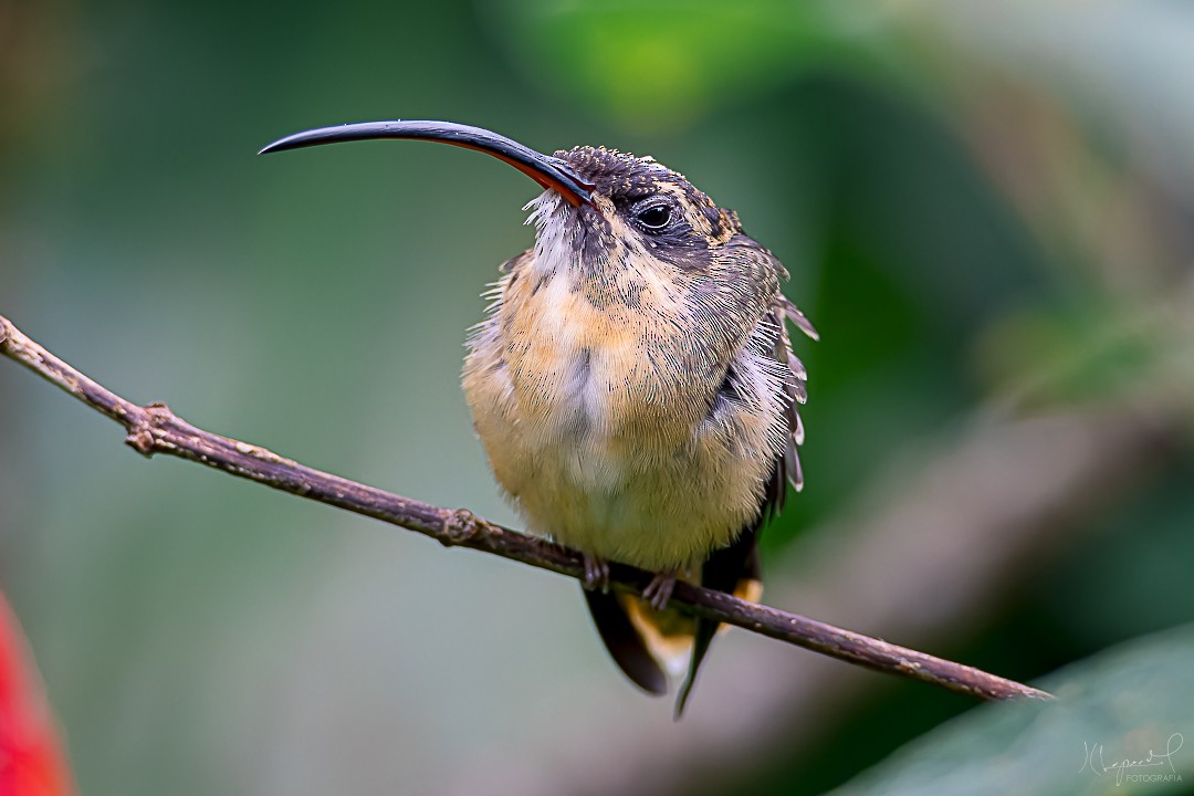 Tawny-bellied Hermit - ML619169431