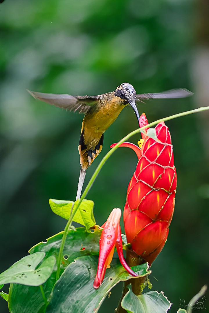 Tawny-bellied Hermit - ML619169432