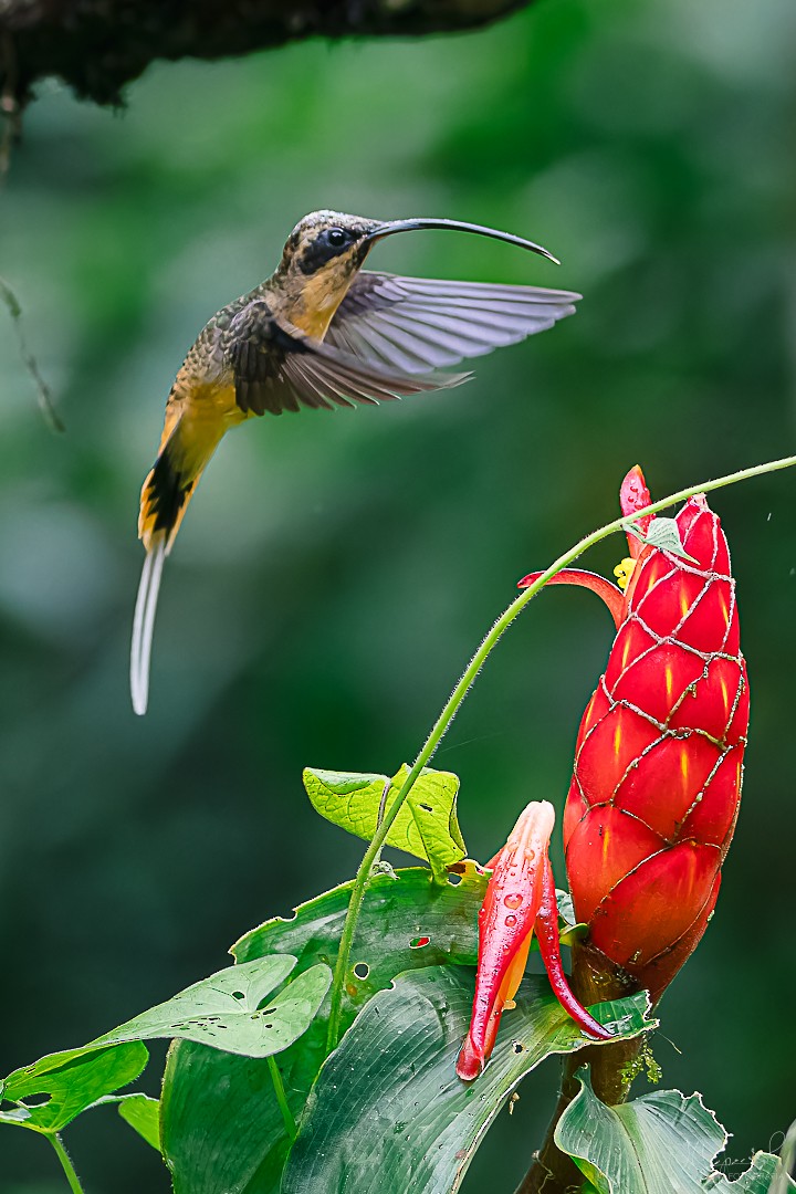 Tawny-bellied Hermit - ML619169433