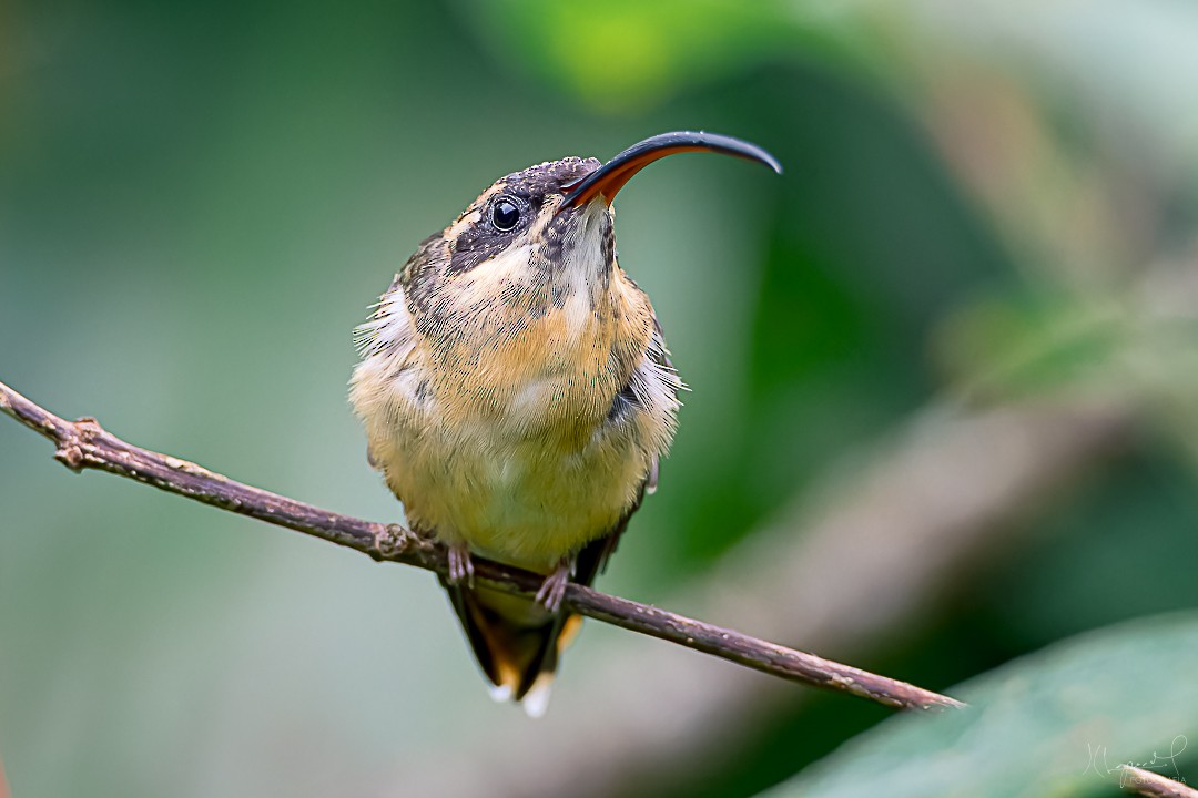 Tawny-bellied Hermit - ML619169434