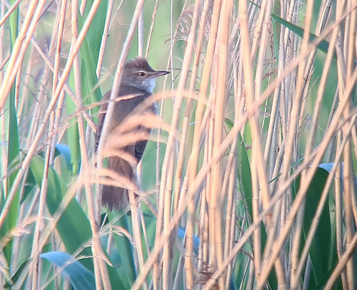 Great Reed Warbler - Jeremy Lindsell