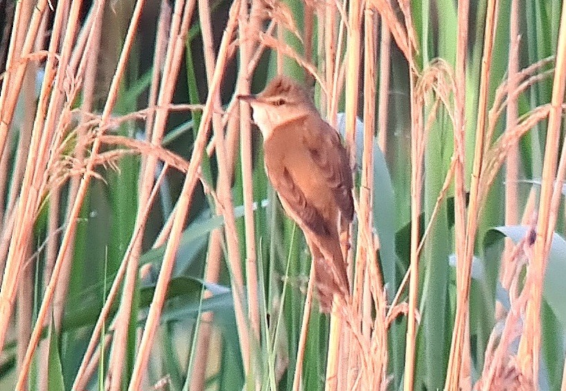 Great Reed Warbler - Jeremy Lindsell