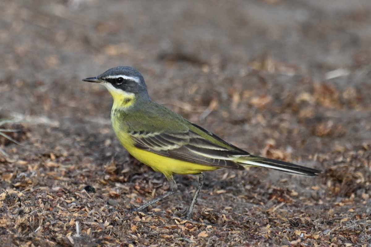 Eastern Yellow Wagtail (Eastern) - ML619169459