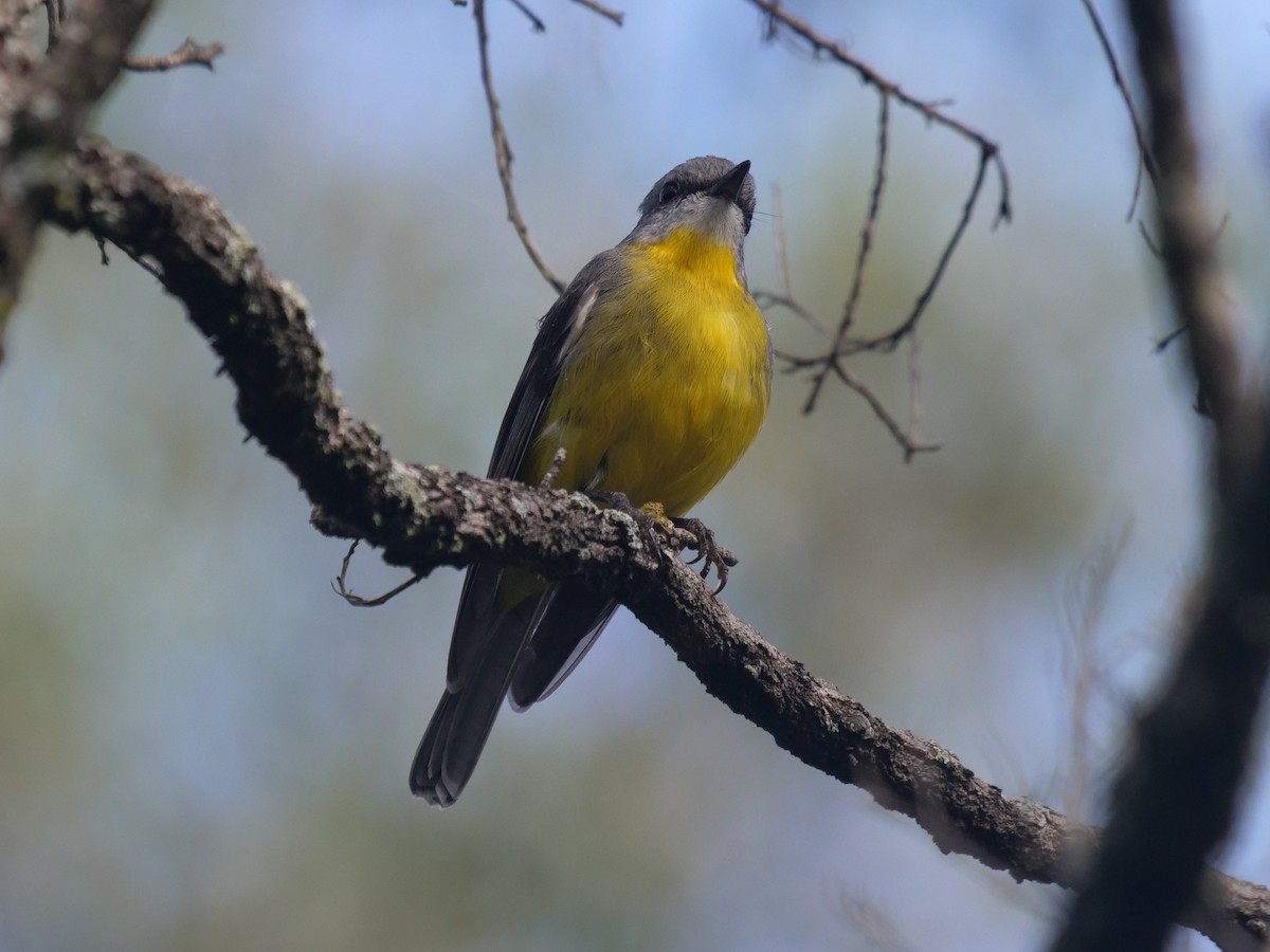 Eastern Yellow Robin - Frank Coman