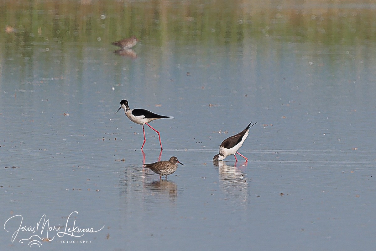 Black-winged Stilt - Jesús Mari Lekuona Sánchez