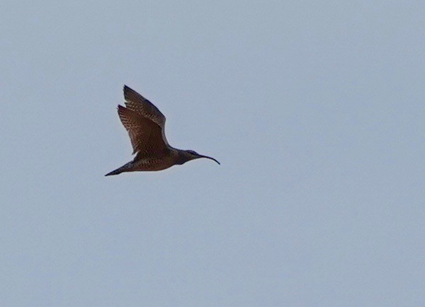 Whimbrel - paul griffin