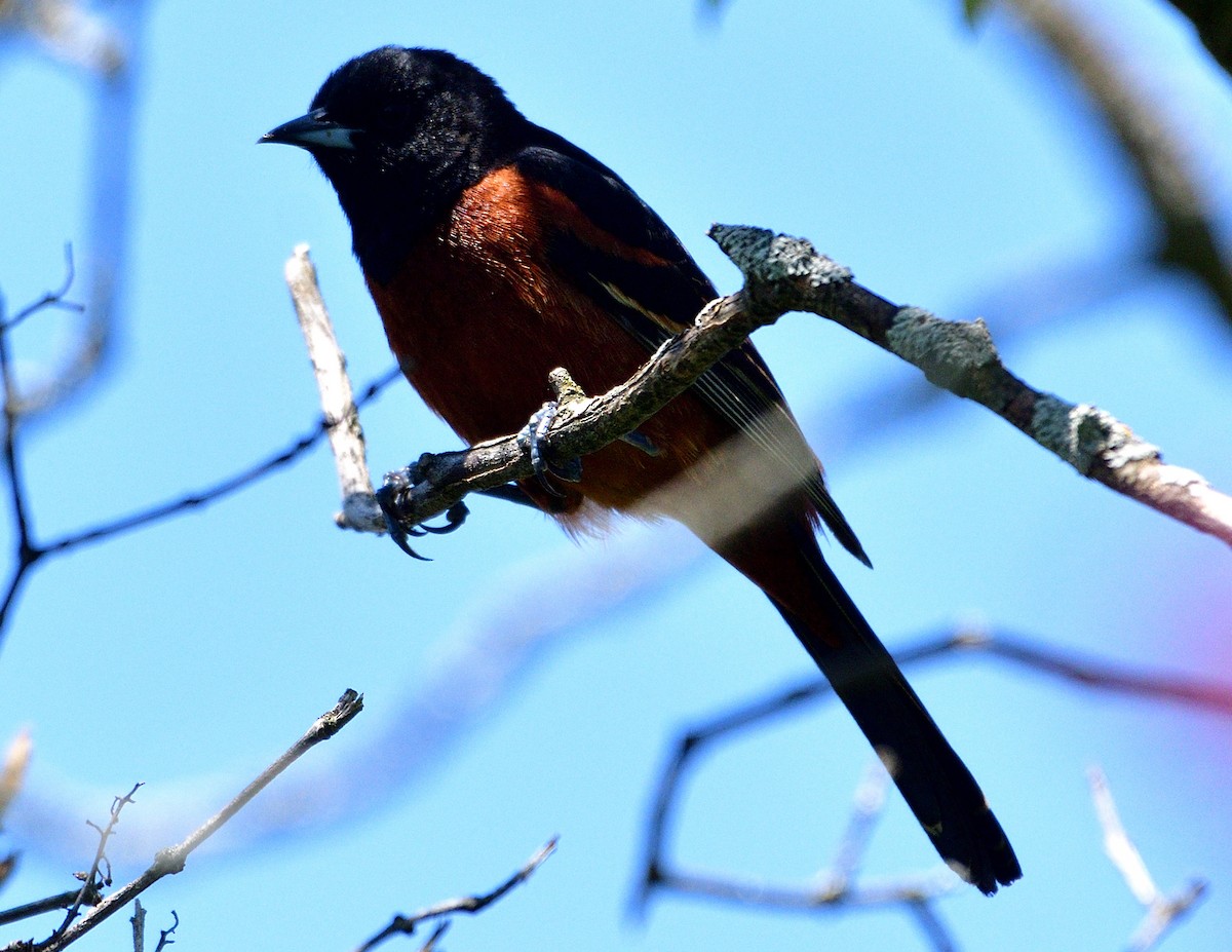 Orchard Oriole - Christine Hough