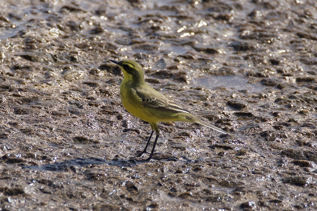 Eastern Yellow Wagtail - Fran Kim