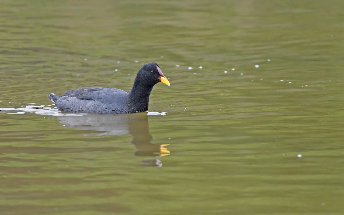 Red-fronted Coot - Christoph Moning