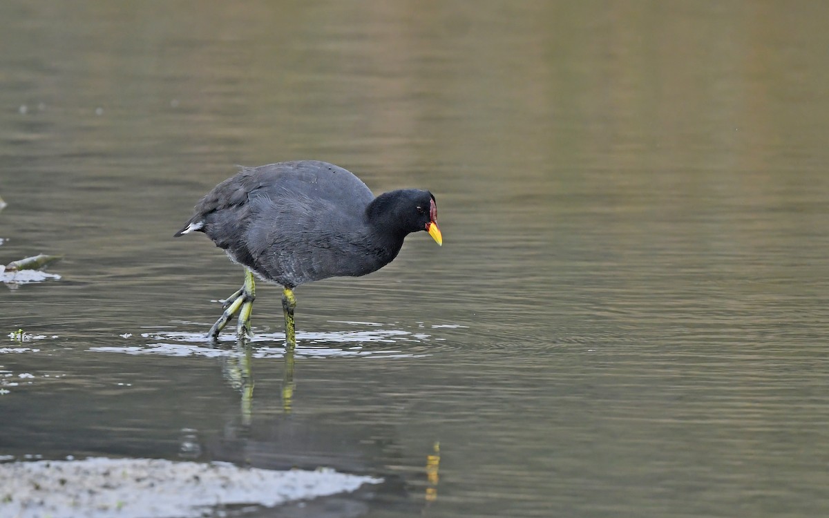 Red-fronted Coot - Christoph Moning