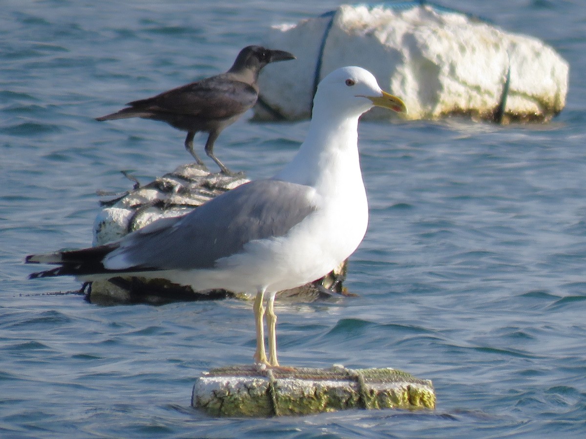 sildemåke (barabensis) (kasakhmåke) - ML619169585