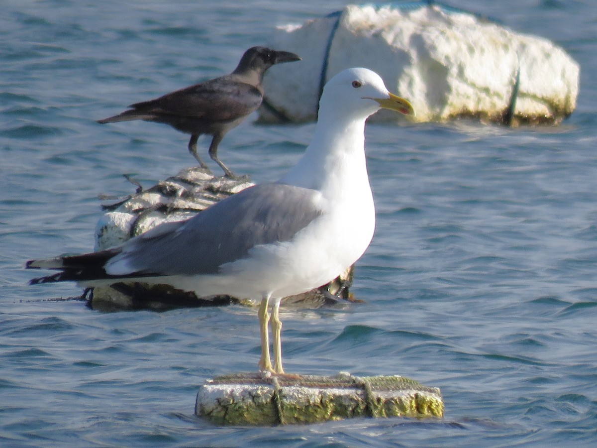 Lesser Black-backed Gull (Steppe) - Stephen Taylor