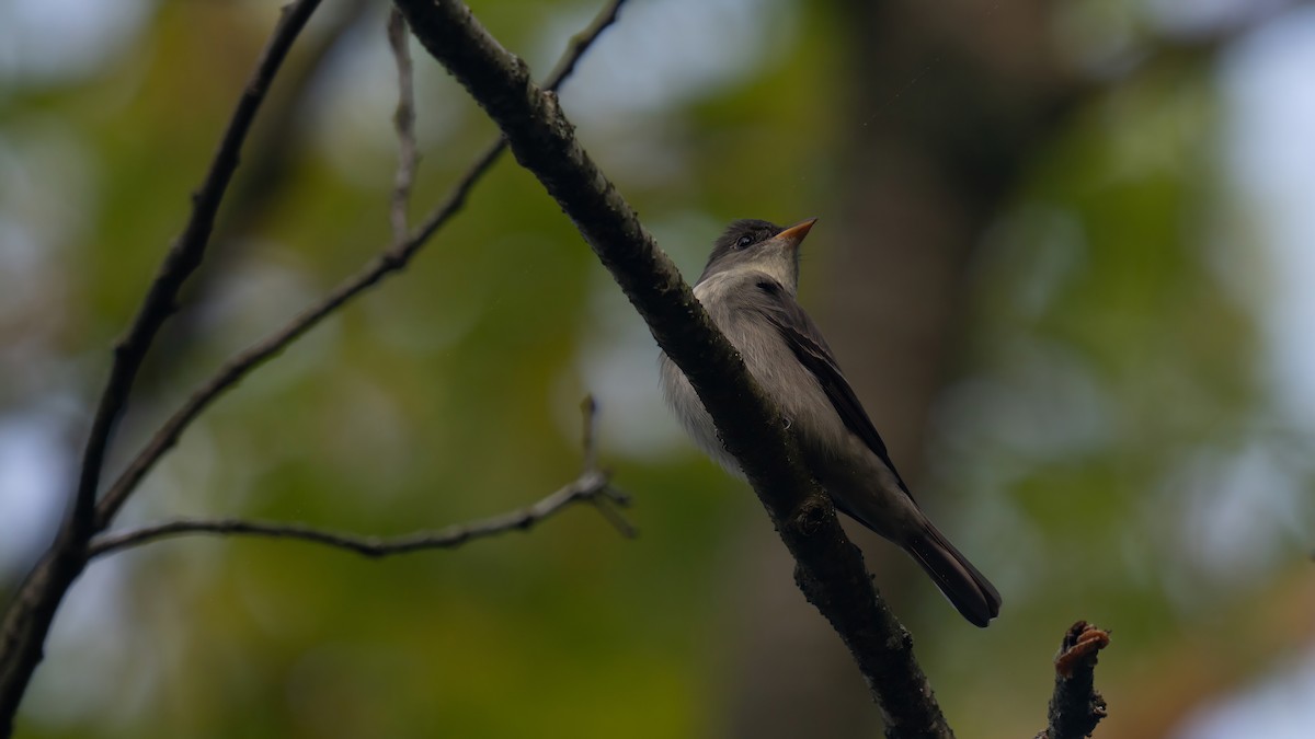 Eastern Wood-Pewee - Tianshuo Wang