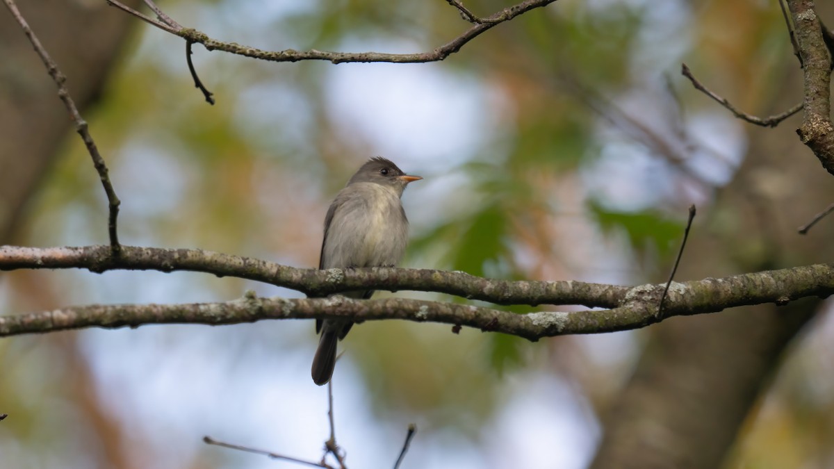 Eastern Wood-Pewee - Tianshuo Wang