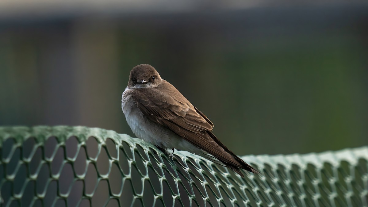 Northern Rough-winged Swallow - Tianshuo Wang