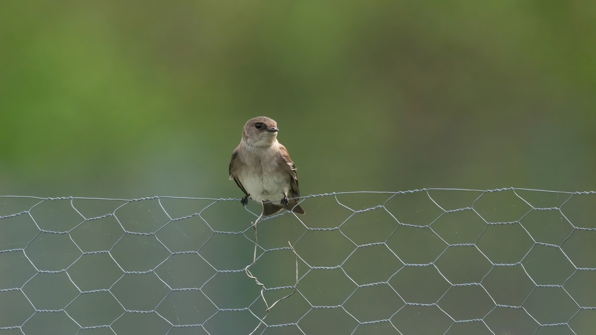 Northern Rough-winged Swallow - Tianshuo Wang