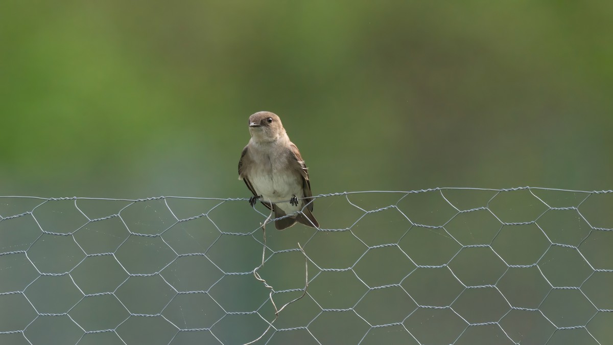 Northern Rough-winged Swallow - Tianshuo Wang