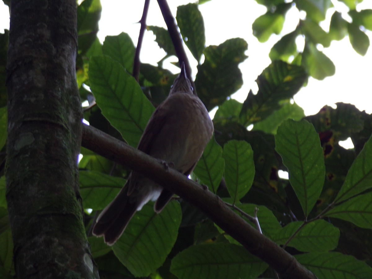 Pale-breasted Thrush - Antonio Sturion Junior